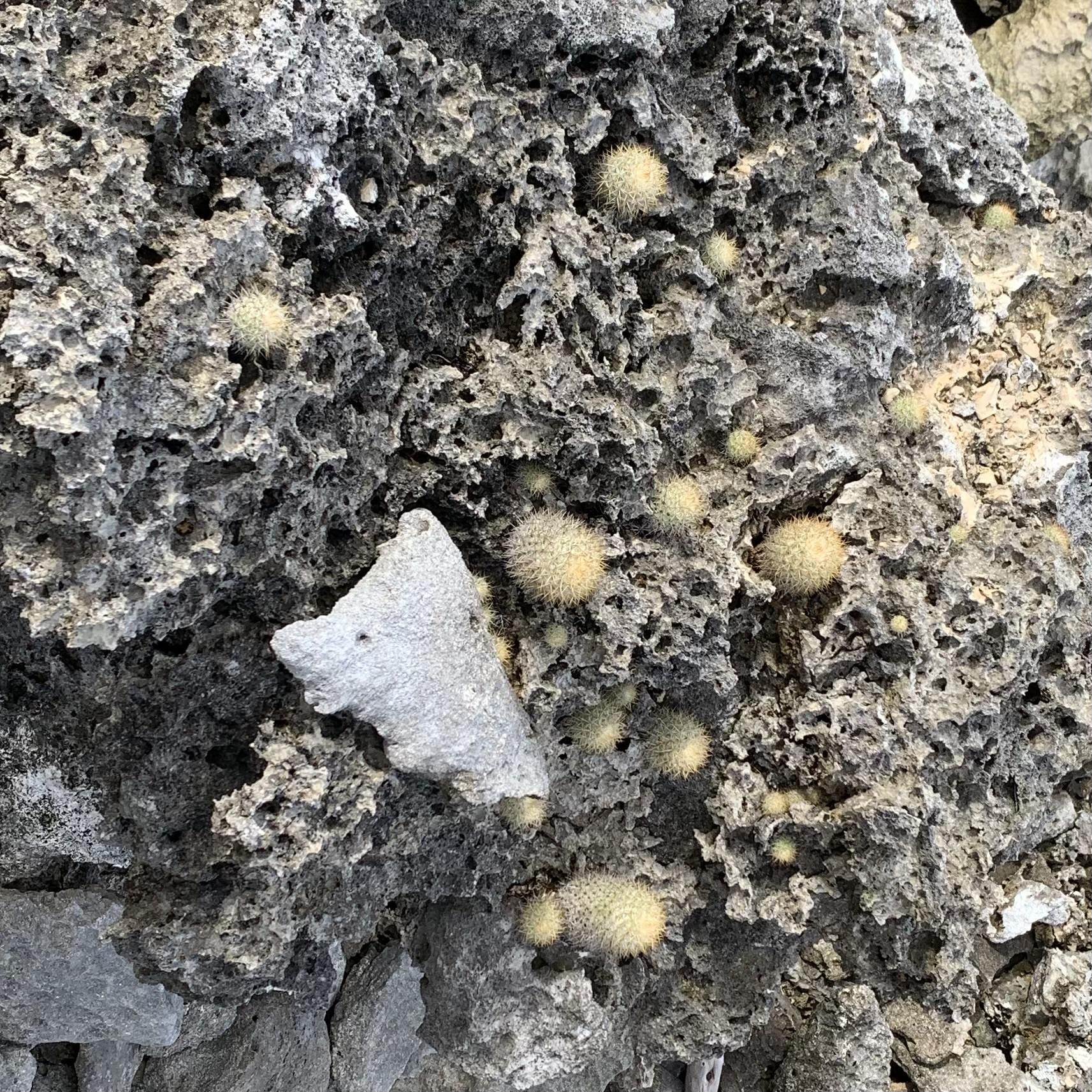 Mammillaria columbiana 